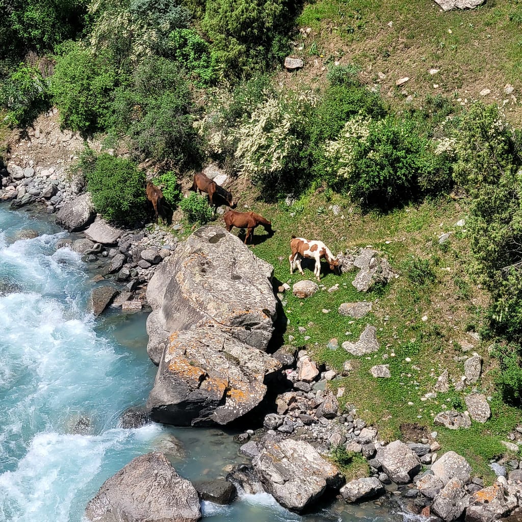 Horses stopping for a drink at Alamedin River