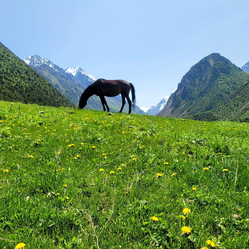Horse Grazing in Alamedin Gorge, Kyrgyzstan