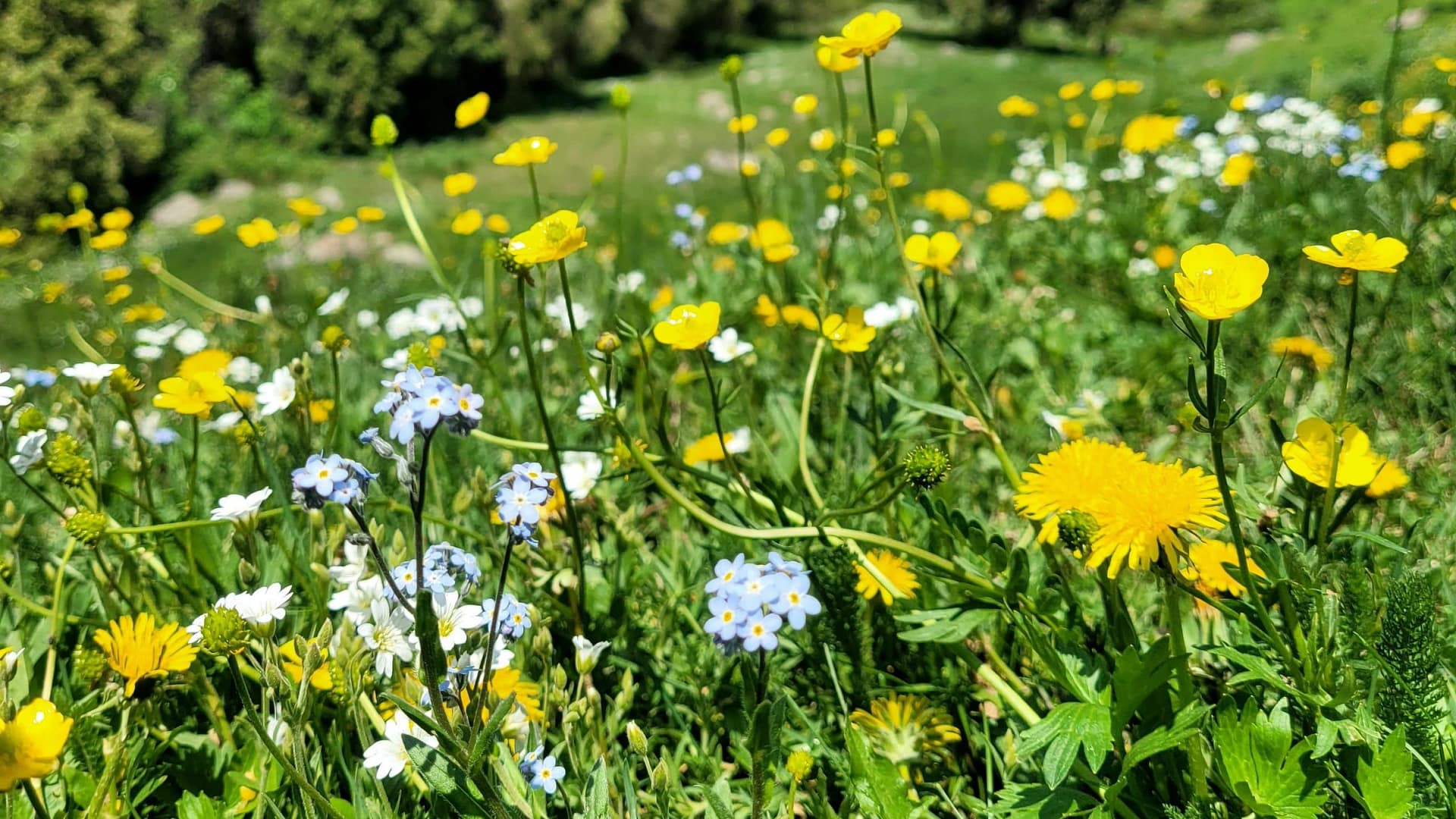 Wildflowers growing in valley an hour and half from Bishkek