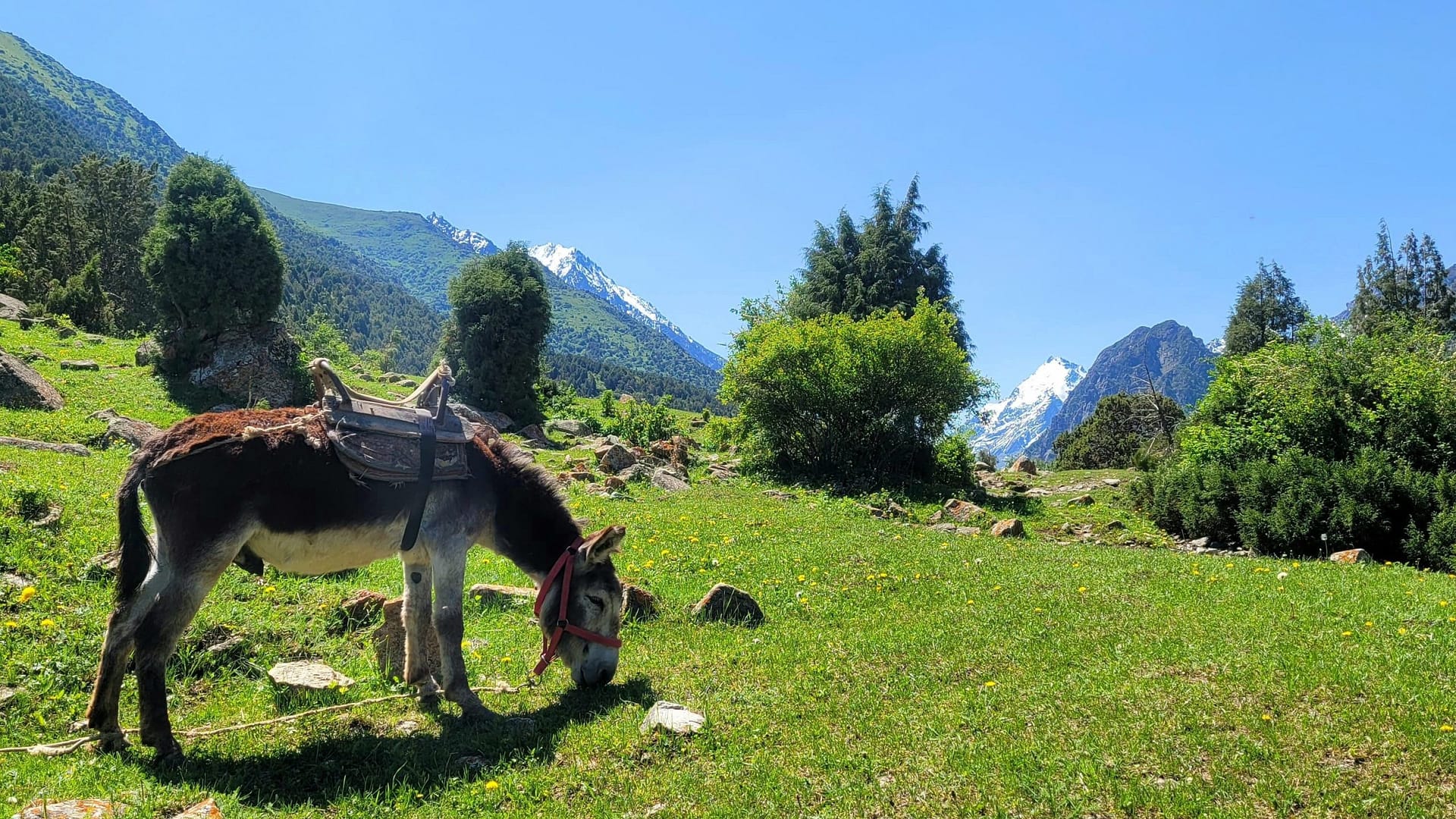 Donkey grazing valley in Kyrgyzstan