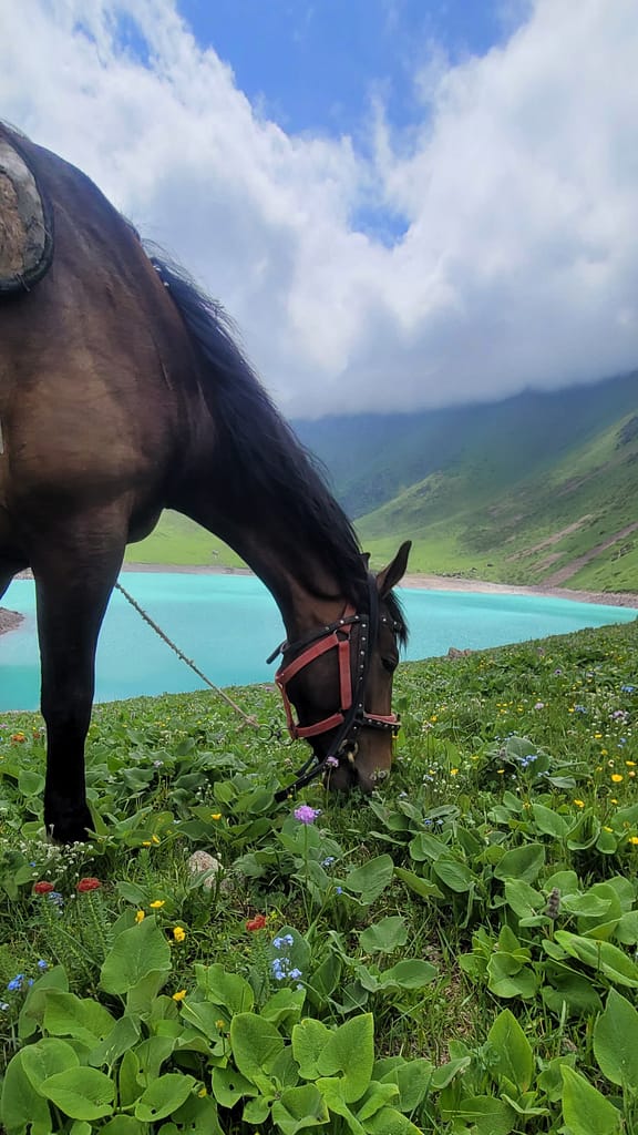 Horse grazing near lake in Kyrgyzsan